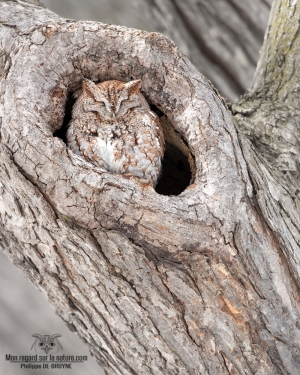 02I6283-Hibou petit duc