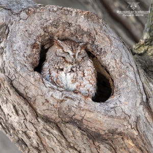 02I6499Hibou petit duc