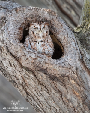 02I6554-Hibou petit duc