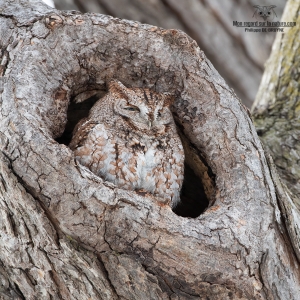 02I7024-Hibou petit duc