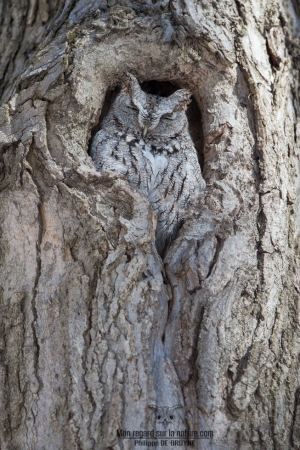 _DXP1760 Hibou petit duc