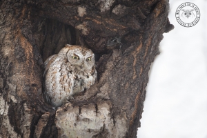 Hibou petit duc