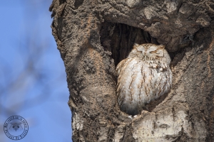 Hibou petit duc 2