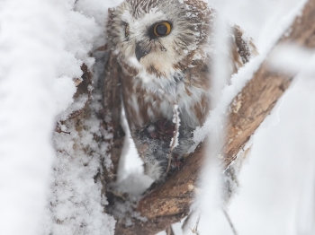 Petite Nyctale-02I0995-