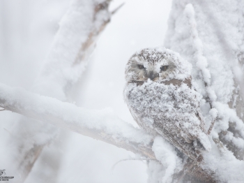 1_Petite-Nyctale_02I0874