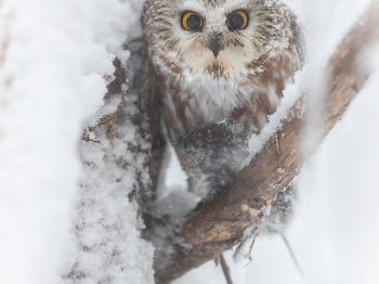 1_Petite-Nyctale_02I0985