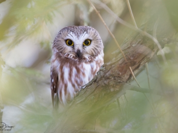 Petite Nycatale dans son cèdre