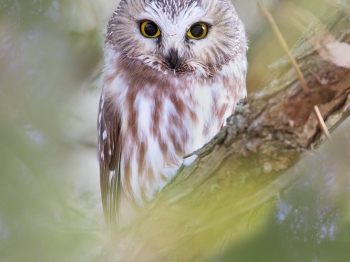 Petite nyctale bien à l'abris