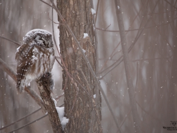 Nyctale-de-Tengmal-5D4_0186-