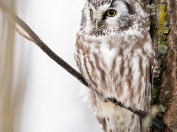 Nyctale-de-Tengmal_02I1560