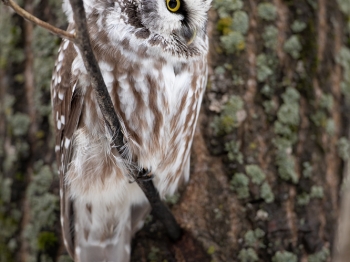 Nyctale-de-Tengmal_02I1667