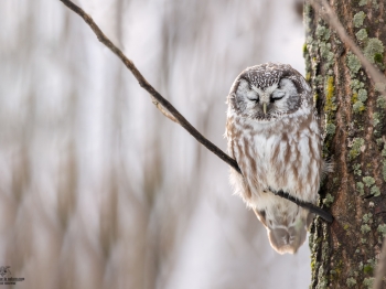 Nyctale-de-Tengmal_02I1733