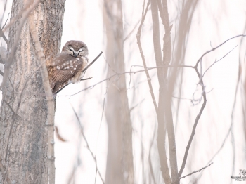 Nyctale-de-Tengmal_02I1893