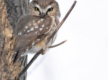 Nyctale-de-Tengmal_02I2206