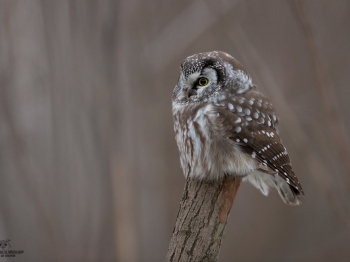 Nyctale-de-Tengmal_02I2798