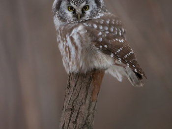 Nyctale-de-Tengmal_02I2820