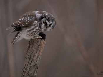 Nyctale-de-Tengmal_02I2864