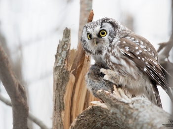 Nyctale-de-Tengmal_02I3494