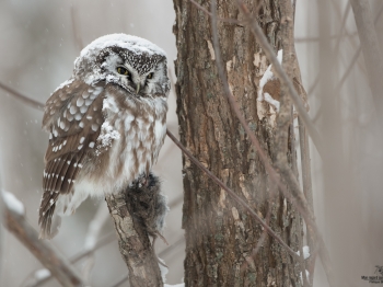 Nyctale-de-Tengmal_02I3917