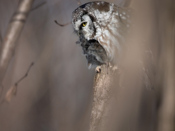 Nyctale-de-Tengmal_02I5805