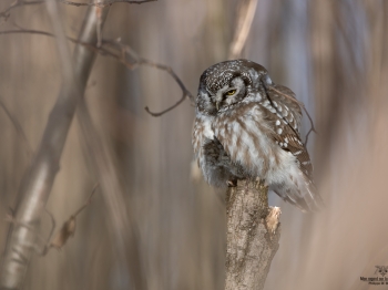 Nyctale-de-Tengmal_02I5884