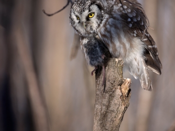 Nyctale-de-Tengmal_02I6096