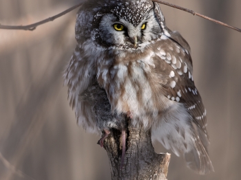 Nyctale-de-Tengmal_02I6155