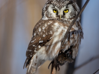 Nyctale-de-Tengmal_02I6294