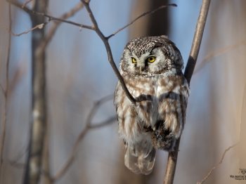 Nyctale-de-Tengmal_02I6371