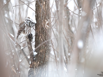 Nyctale-de-Tengmalm-5D4_0356e