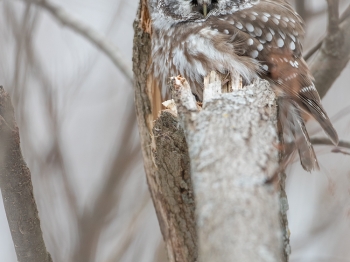 Nyctale-de-Tengmalm_02I3042