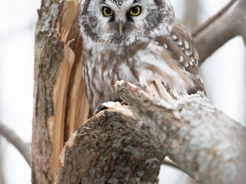 Nyctale-de-Tengmalm_02I3363-