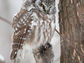 Nyctale-de-Tengmalm_02I3714