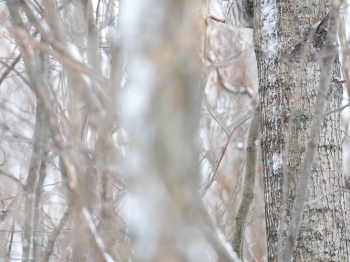 Nyctale-de-Tengmalm_02I4529-