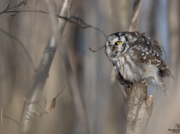 Nyctale-de-Tengmalm_02I5944