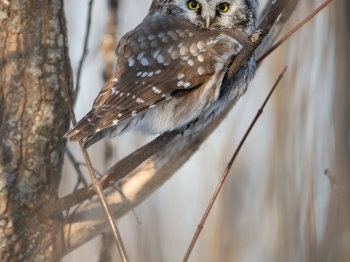 Nyctale-de-Tengmalm_02I6997