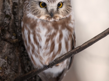 Petite-Nyctale-5D4_0757-