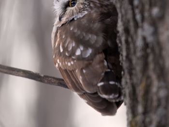 Petite-Nyctale-5D4_0855-