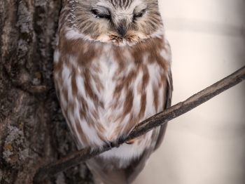 Petite-Nyctale-5D4_0873-