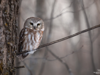 Petite-Nyctale-5D4_0917-