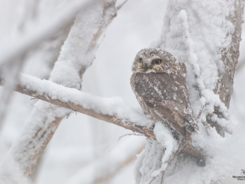 Petite-Nyctale_02I0895