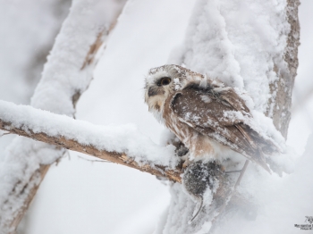 Petite-Nyctale_02I0974