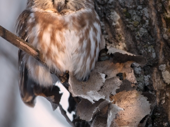 Petite-Nyctale_02I4346