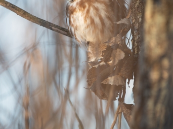 Petite-Nyctale_02I4390