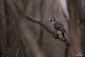 Nyctale de Tengmalm, un mini chasseur redoutable