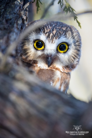 Les beaux yeux