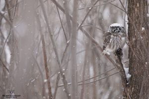Ambiance d'hiver