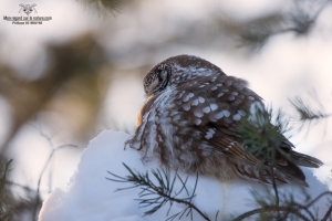 Temgmalm qui dort dans son lit de neige