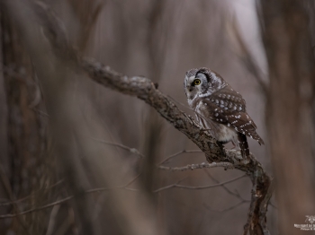 Nyctale de Tengmalm, un mini chasseur redoutable