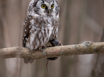 Nyctale de Tengmalm avec son lunch
